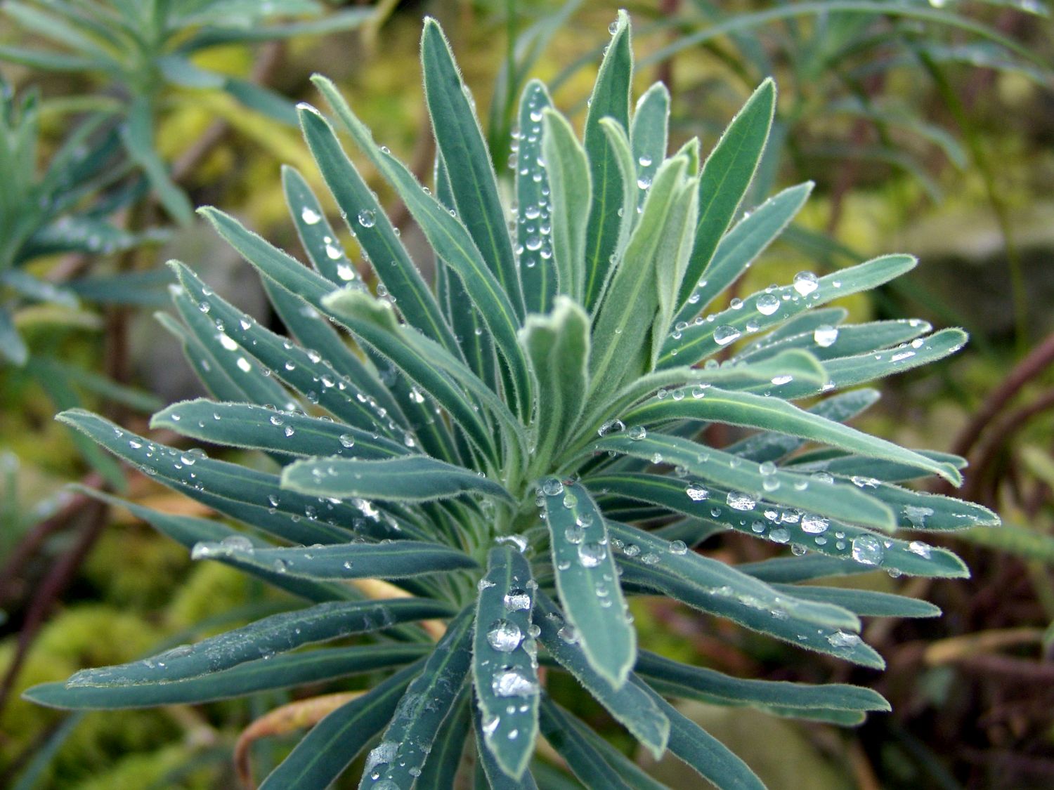 Wolfsmilch 'Blue Wonder'