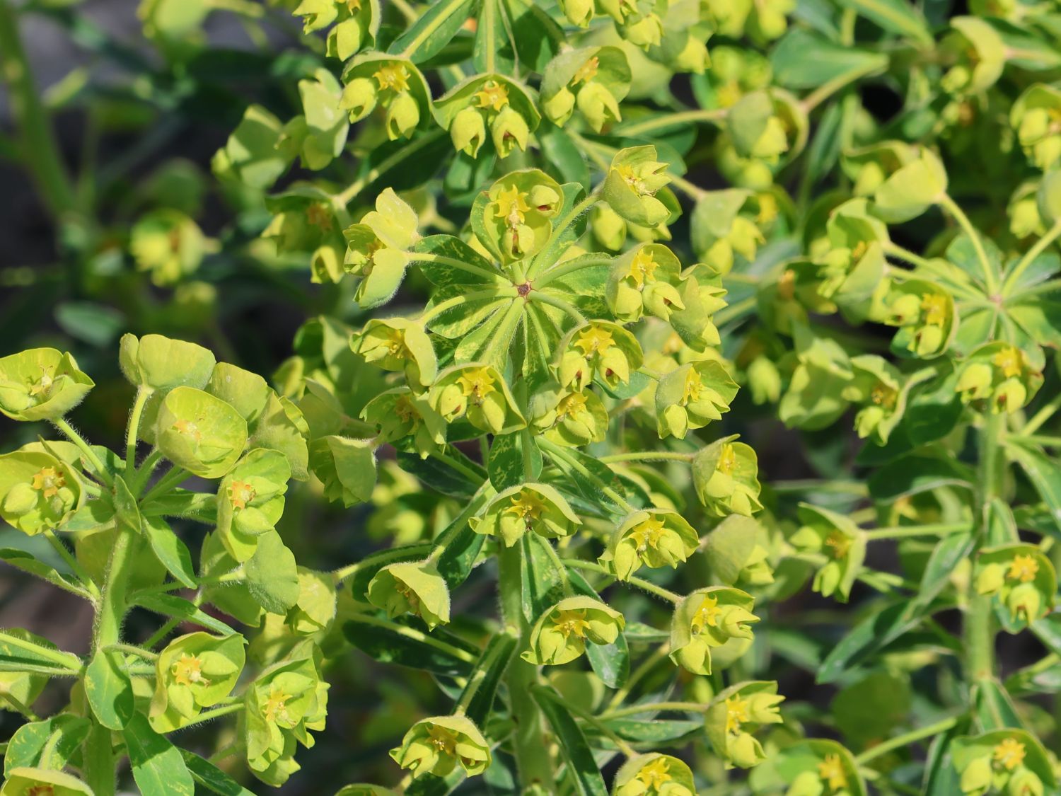 Wolfsmilch 'Forescate'