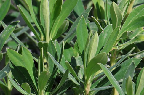 Wolfsmilch 'Humpty Dumpty' - Euphorbia characias subsp. wulfenii 'Humpty Dumpty'