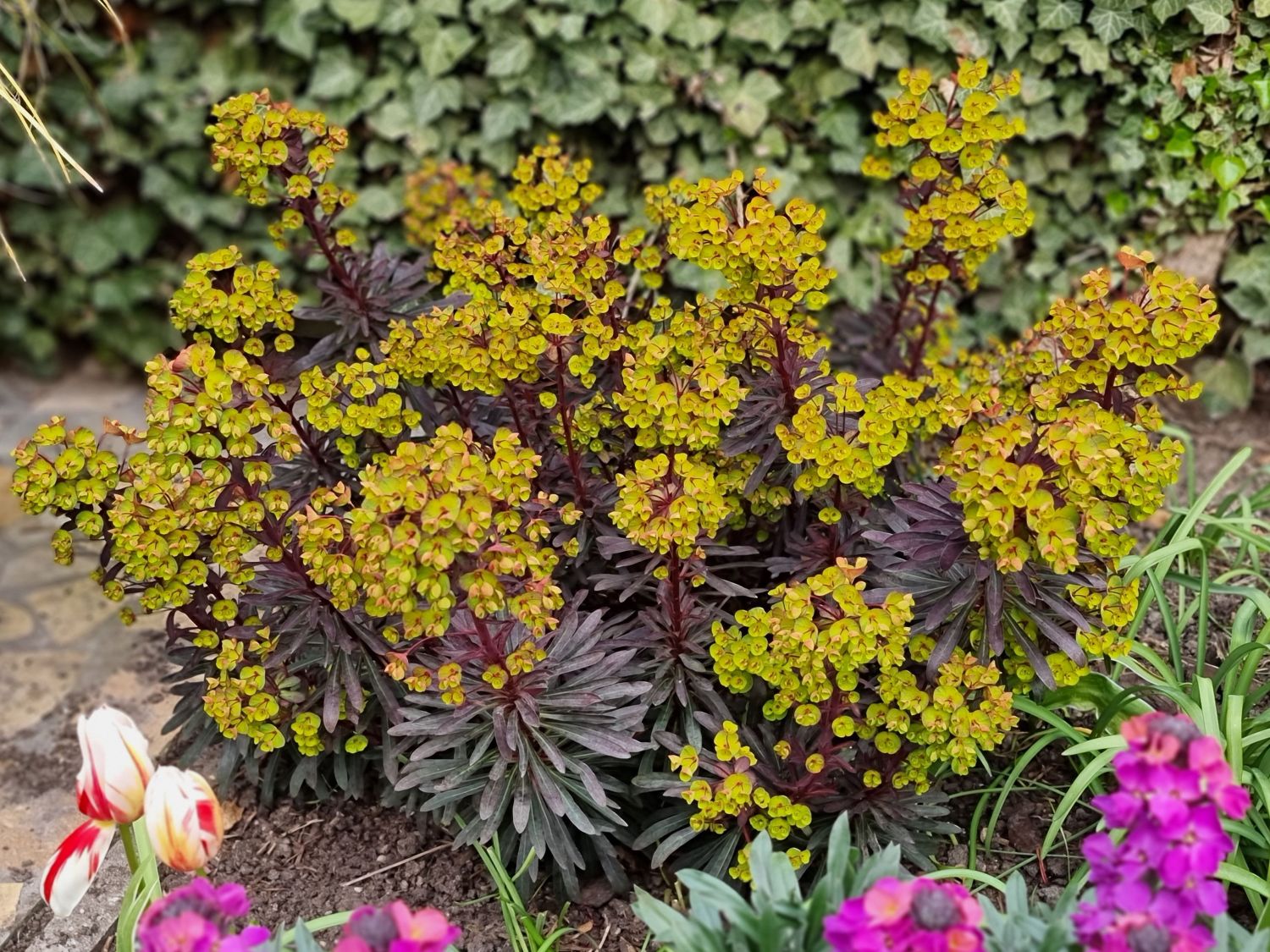 Wolfsmilch 'Miners Merlot'