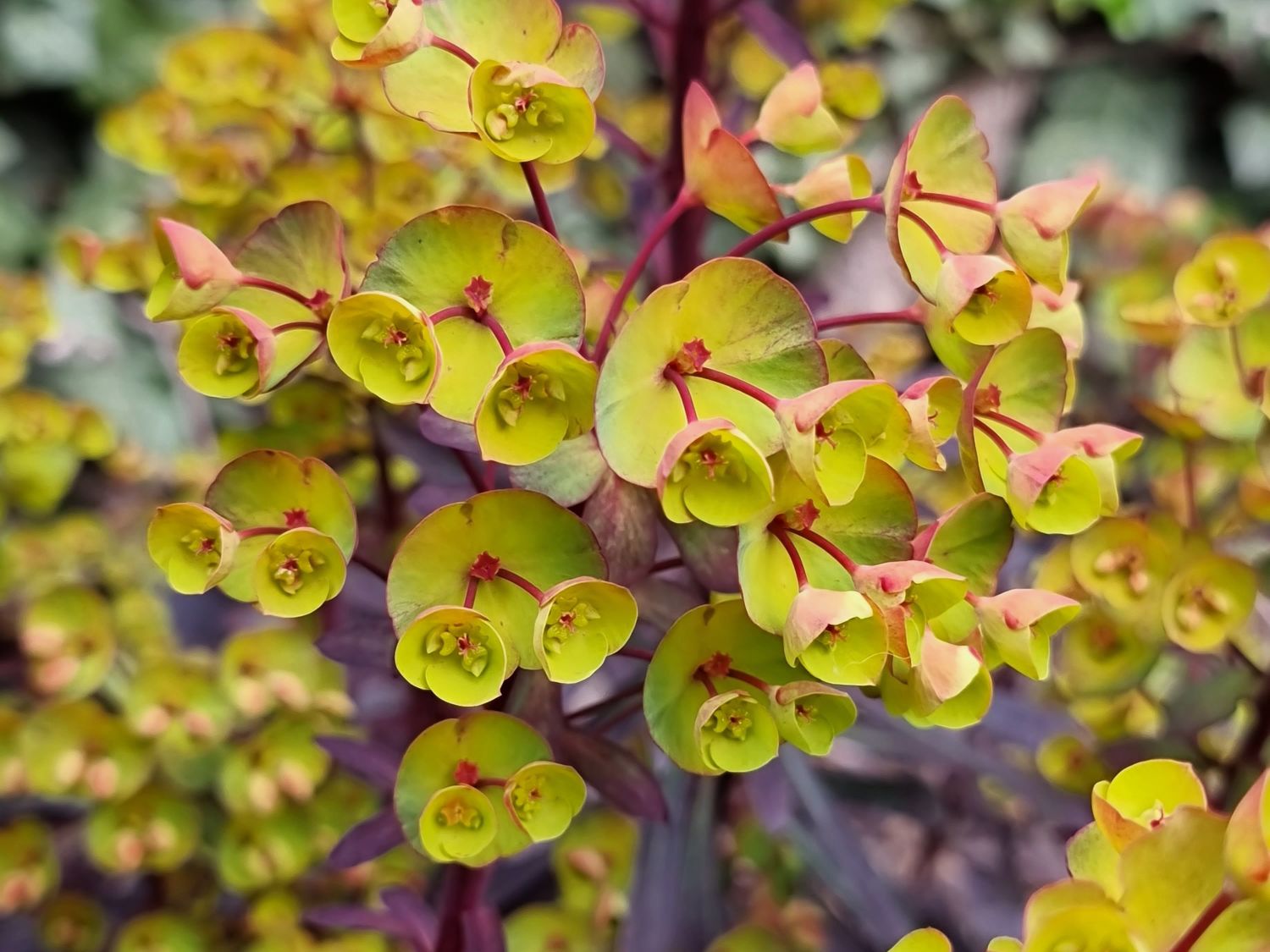 Wolfsmilch 'Miners Merlot' - Euphorbia amydaloides 'Miners Merlot'