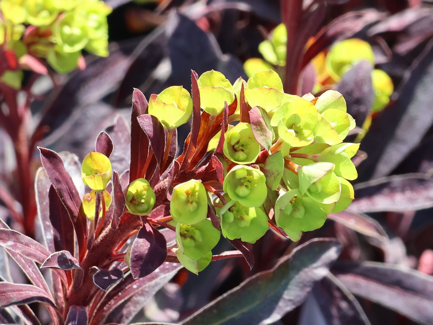 Wolfsmilch 'Miners Merlot' - Euphorbia amydaloides 'Miners Merlot'