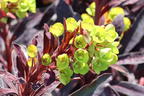 Wolfsmilch 'Miners Merlot' - Euphorbia amydaloides 'Miners Merlot'