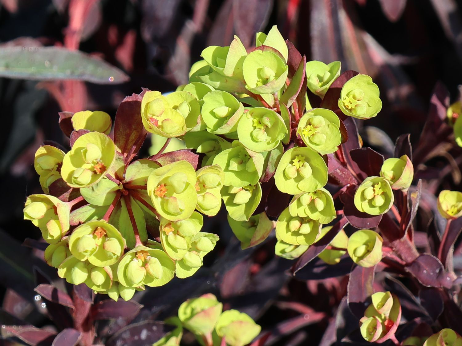 Wolfsmilch 'Miners Merlot' - Euphorbia amydaloides 'Miners Merlot'