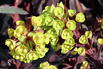 Wolfsmilch 'Miners Merlot' - Euphorbia amydaloides 'Miners Merlot'