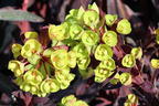 Wolfsmilch 'Miners Merlot' - Euphorbia amydaloides 'Miners Merlot'