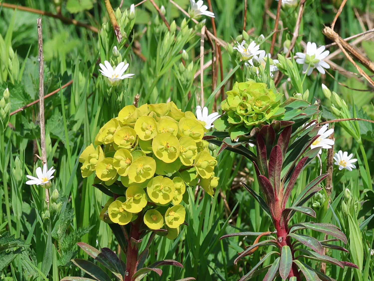 Wolfsmilch 'Red Wing'