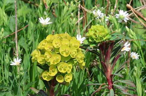 Wolfsmilch 'Red Wing' - Euphorbia characias subspecies characias 'Red Wing'