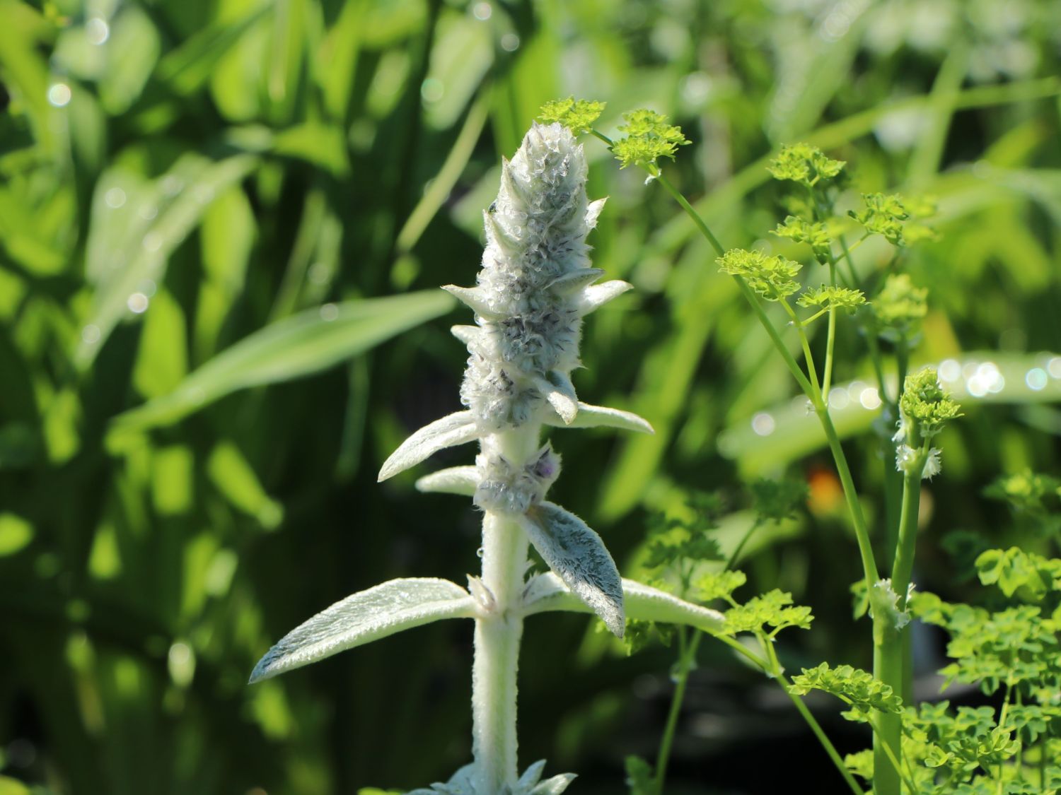 Woll-Ziest 'Cotton Boll'