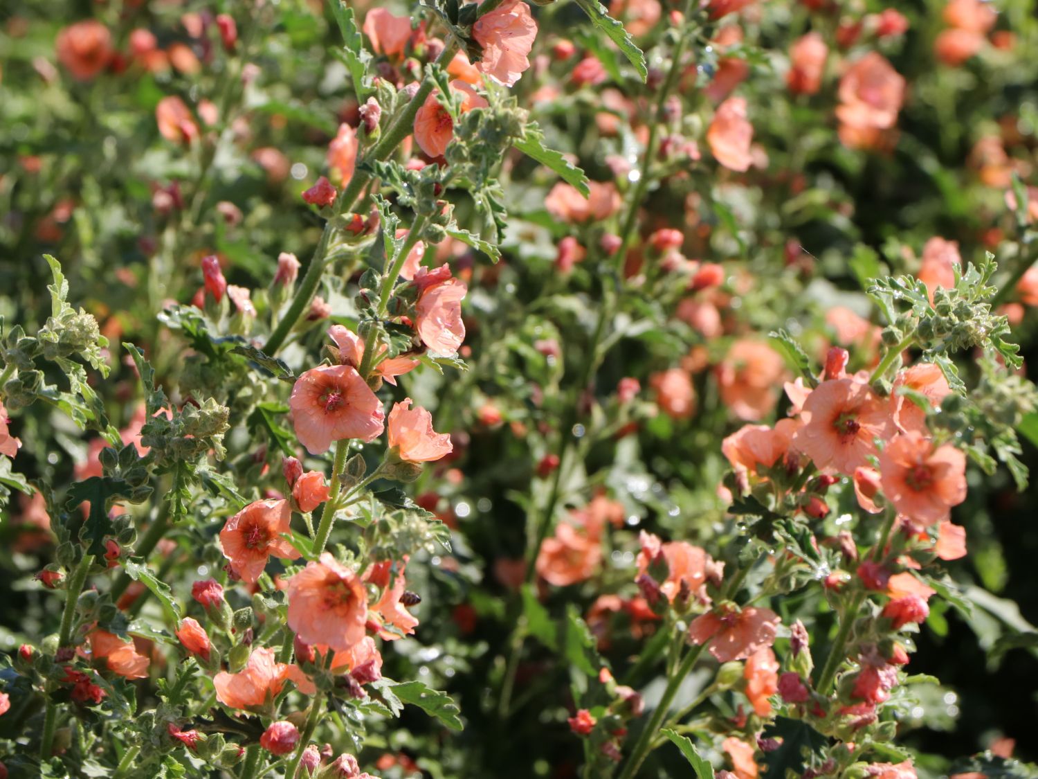 Sphaeralcea (Sphaeralcea)