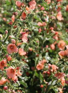 Sphaeralcea (Sphaeralcea)