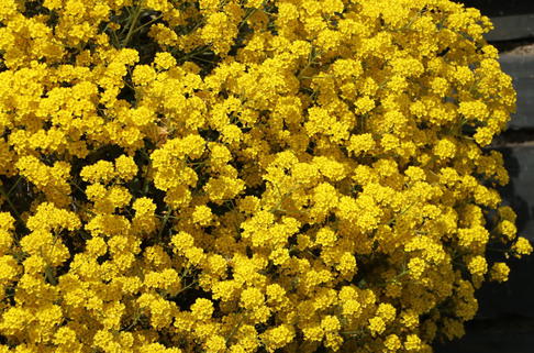 Wulfen-Steinkraut - Alyssum wulfenianum