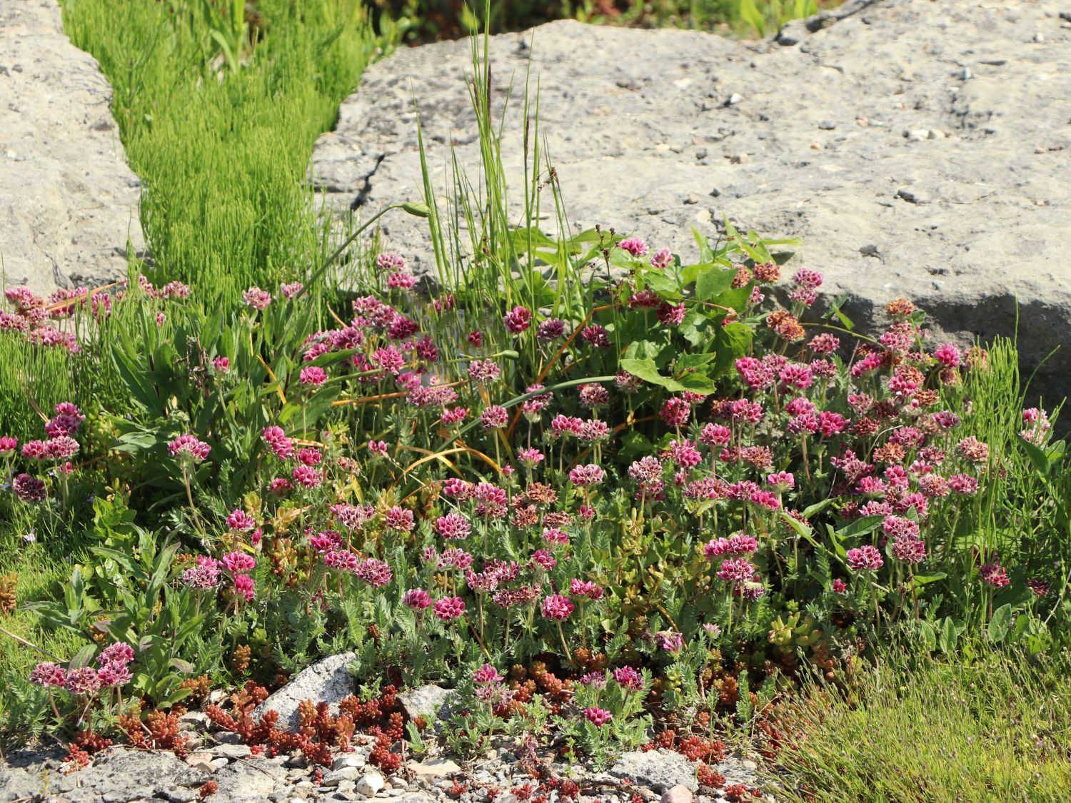 Wundklee (Anthyllis)