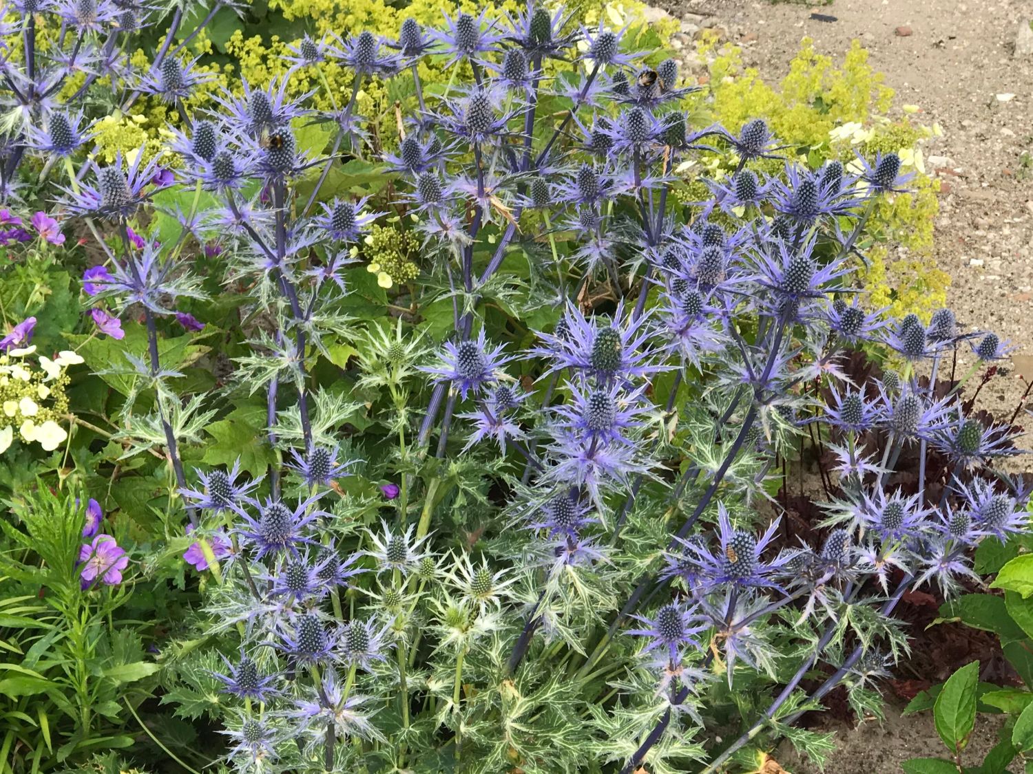 Zabels Mannstreu 'Big Blue' Schönste Stauden & Expertenwissen