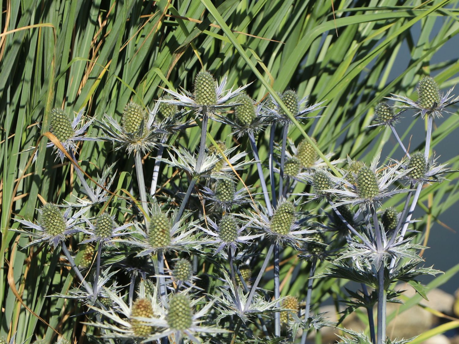 Zabels Mannstreu 'Big Blue' - Eryngium x zabelii 'Big Blue'