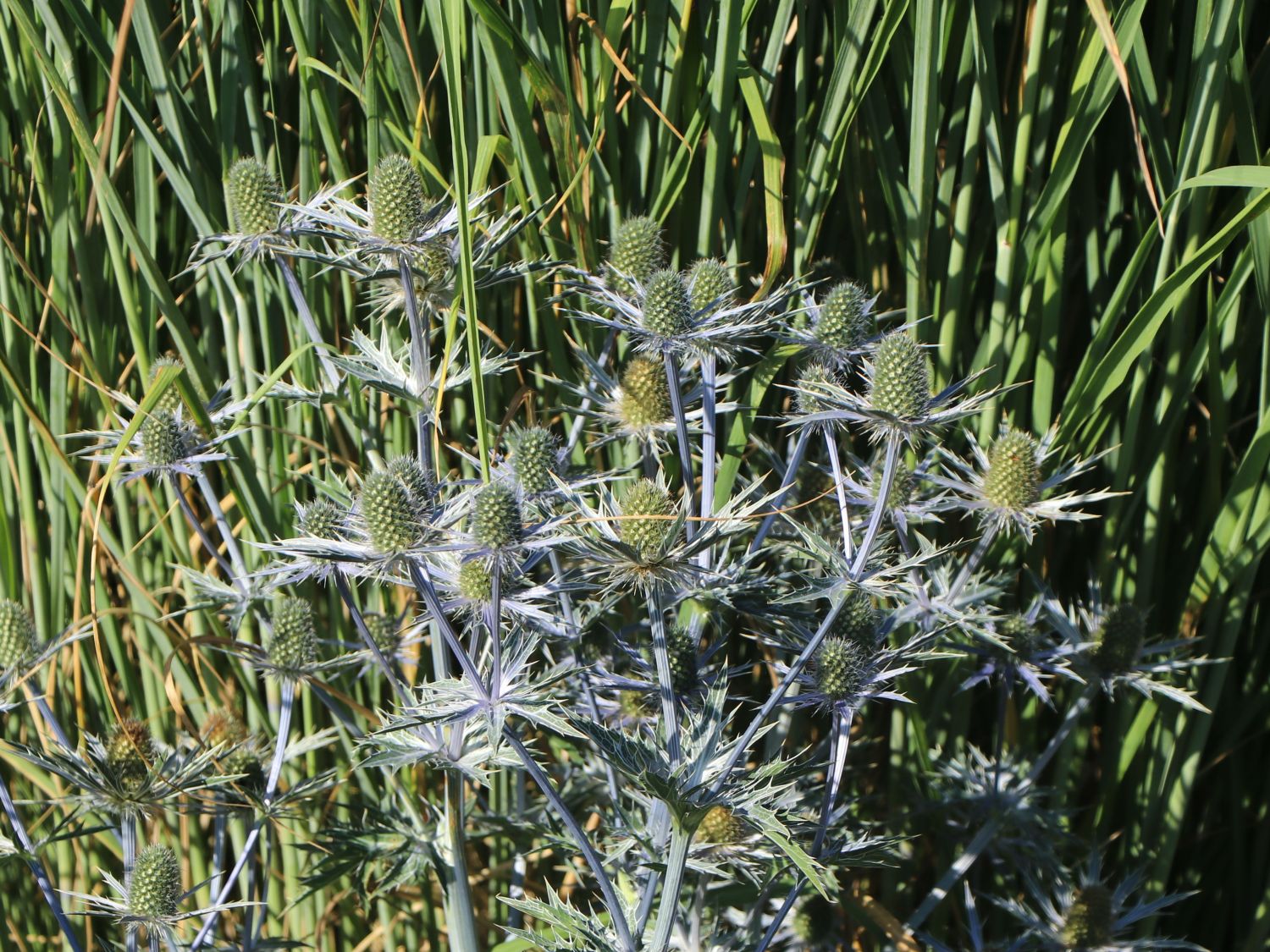 Zabels Mannstreu 'Big Blue' - Eryngium x zabelii 'Big Blue'