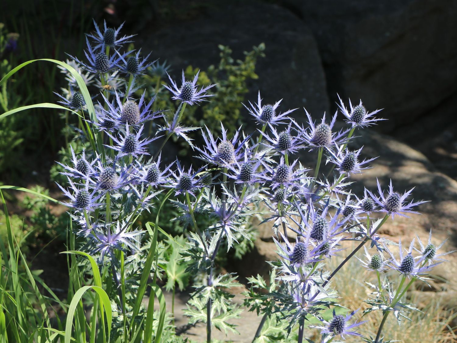 Zabels Mannstreu 'Big Blue' - Eryngium x zabelii 'Big Blue'