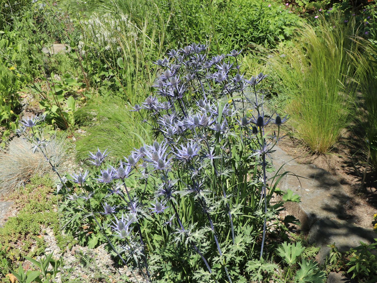Zabels Mannstreu 'Big Blue' - Eryngium x zabelii 'Big Blue'
