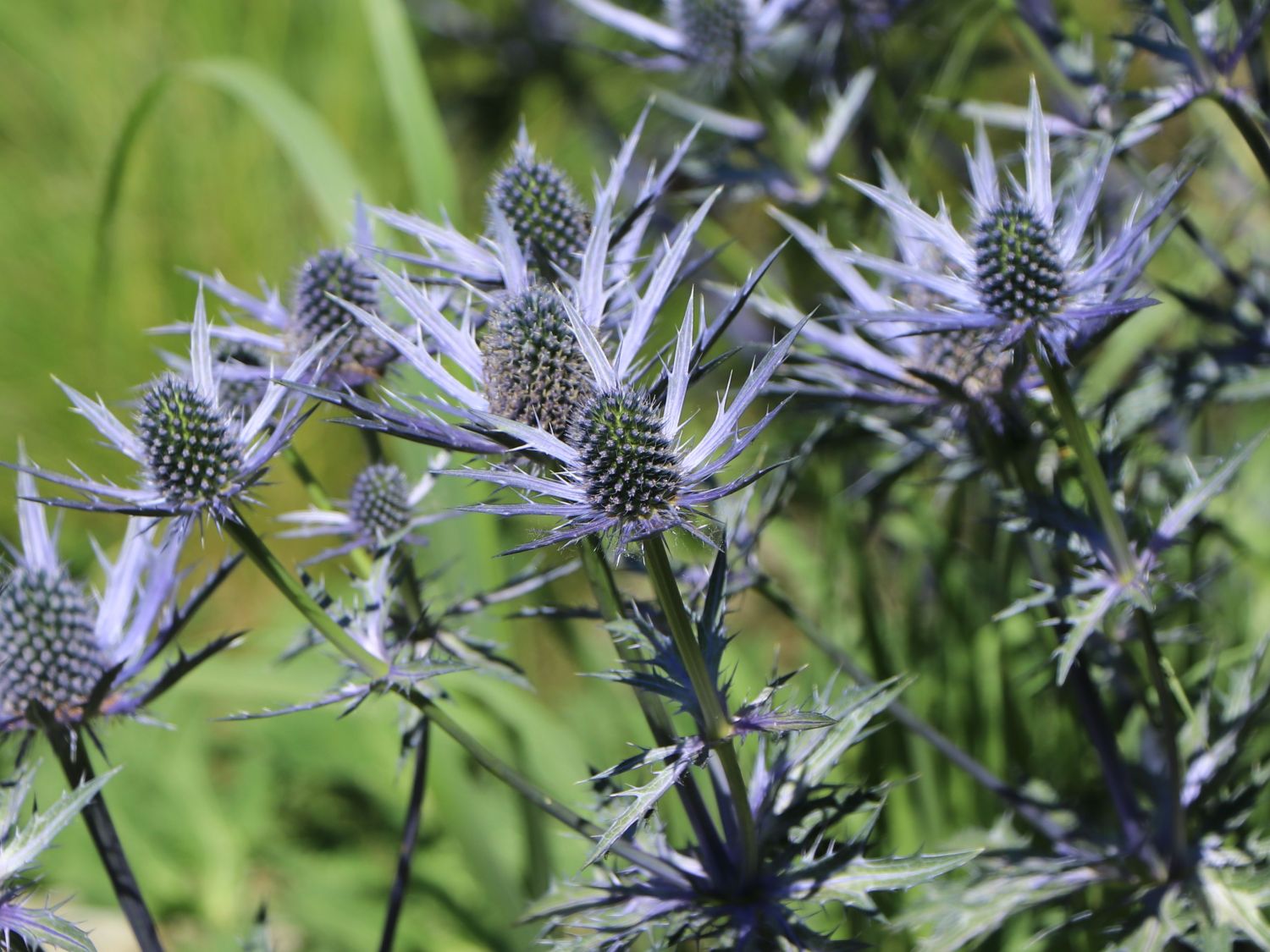 Zabels Mannstreu 'Big Blue' - Eryngium x zabelii 'Big Blue'