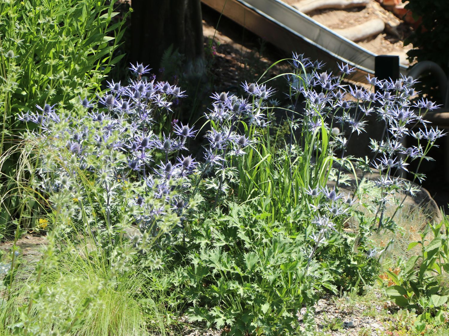 Zabels Mannstreu 'Big Blue' Schönste Stauden & Expertenwissen