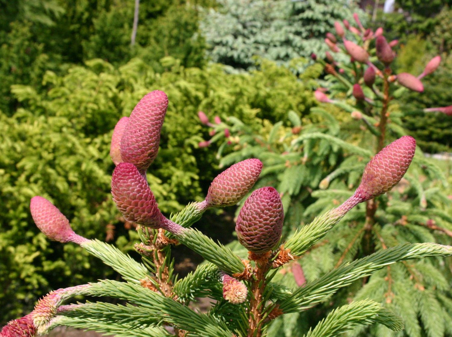 Zapfenfichte 'Acrocona'