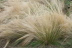 Zartes Federgras 'Ponytails' - Stipa tenuissima 'Ponytails'
