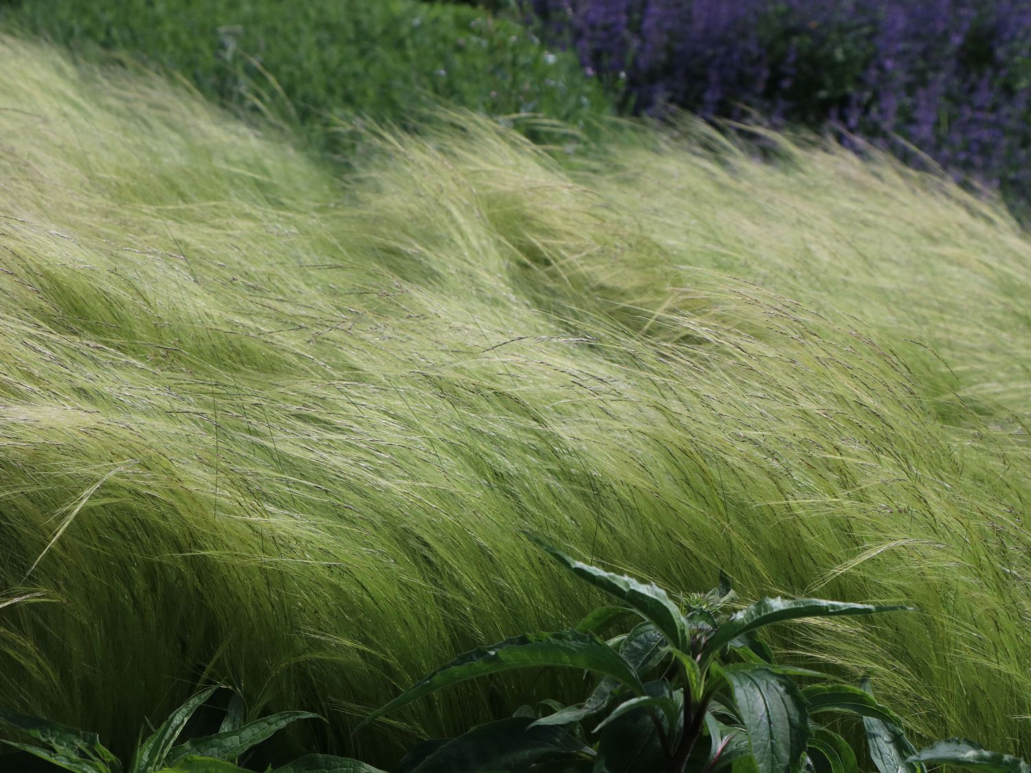 Zartes Federgras 'Ponytails' - Stipa tenuissima 'Ponytails'