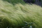 Zartes Federgras 'Ponytails' - Stipa tenuissima 'Ponytails'