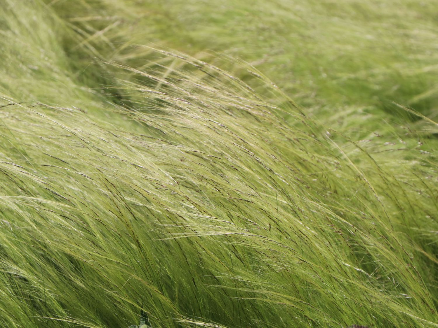 Zartes Federgras 'Ponytails' - Stipa tenuissima 'Ponytails'