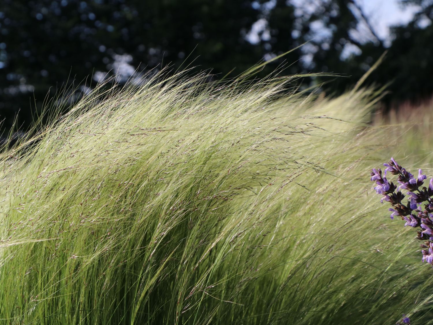 Zartes Federgras 'Ponytails' - Stipa tenuissima 'Ponytails'