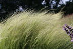 Zartes Federgras 'Ponytails' - Stipa tenuissima 'Ponytails'