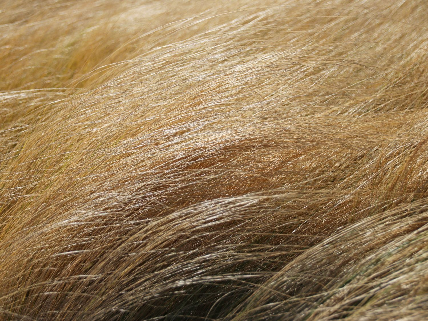 Zartes Federgras 'Ponytails' - Stipa tenuissima 'Ponytails'