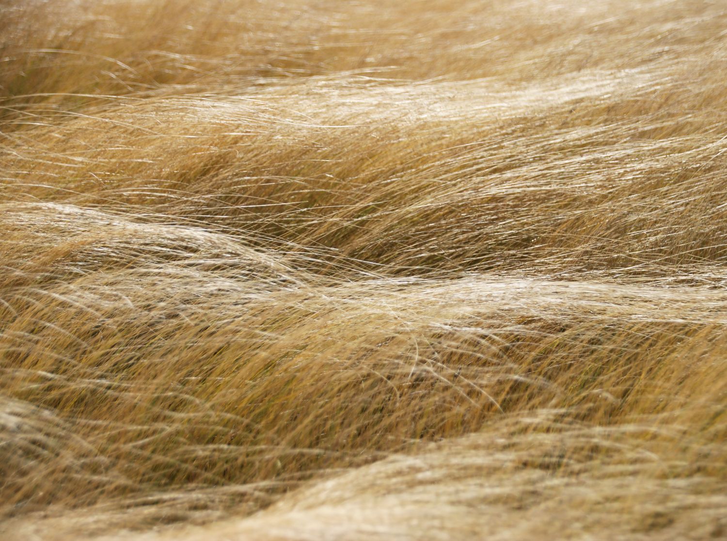 Zartes Federgras 'Ponytails' - Stipa tenuissima 'Ponytails'