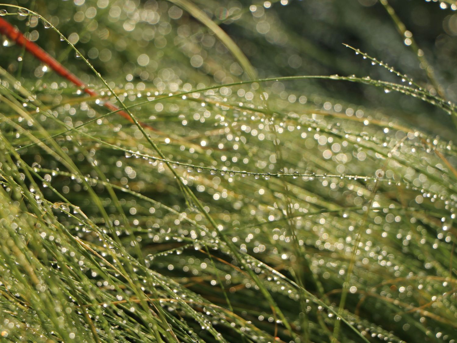 Zartes Federgras 'Ponytails' - Stipa tenuissima 'Ponytails'