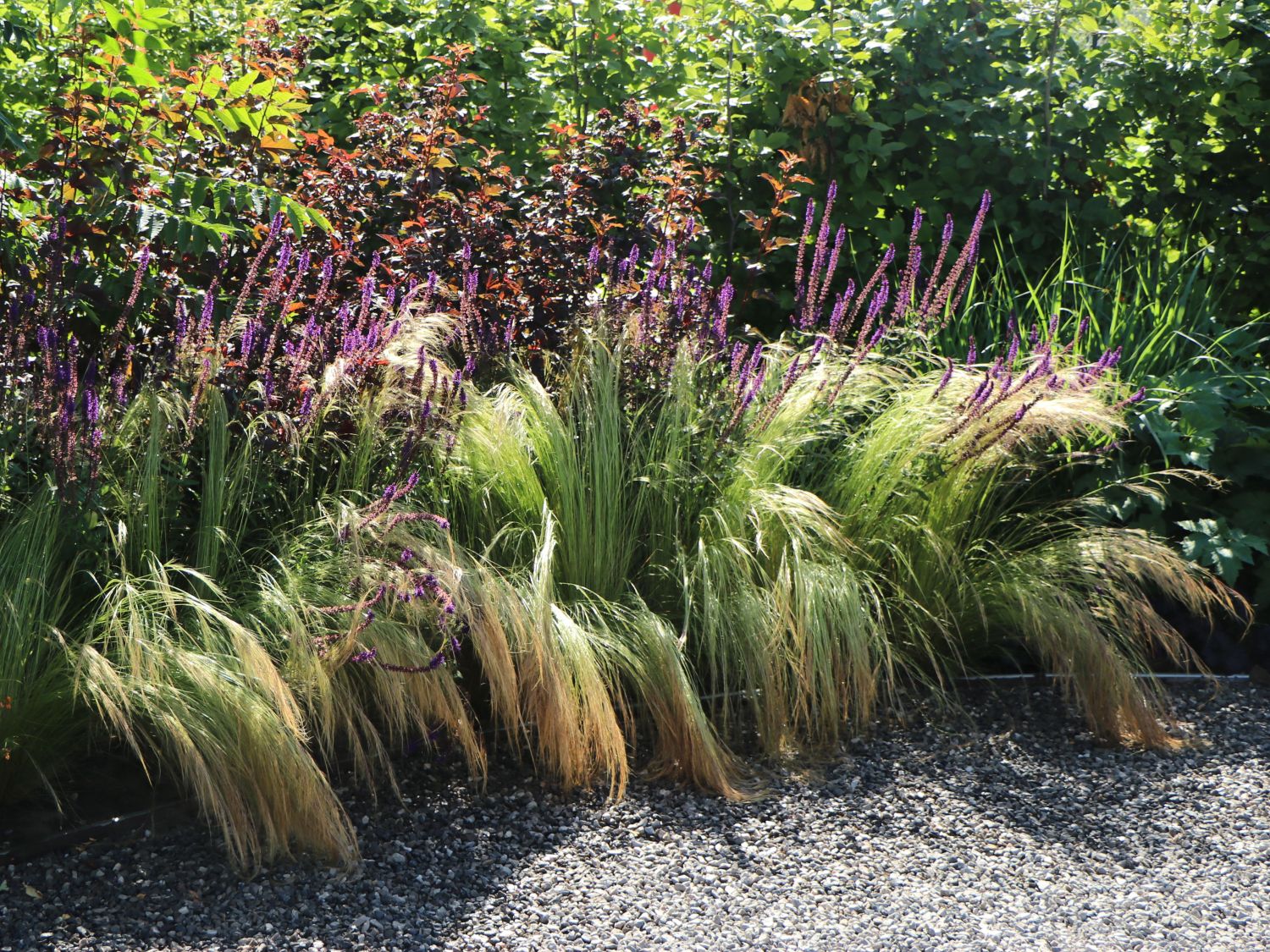 Zartes Federgras 'Ponytails' - Stipa tenuissima 'Ponytails'