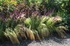 Zartes Federgras 'Ponytails' - Stipa tenuissima 'Ponytails'