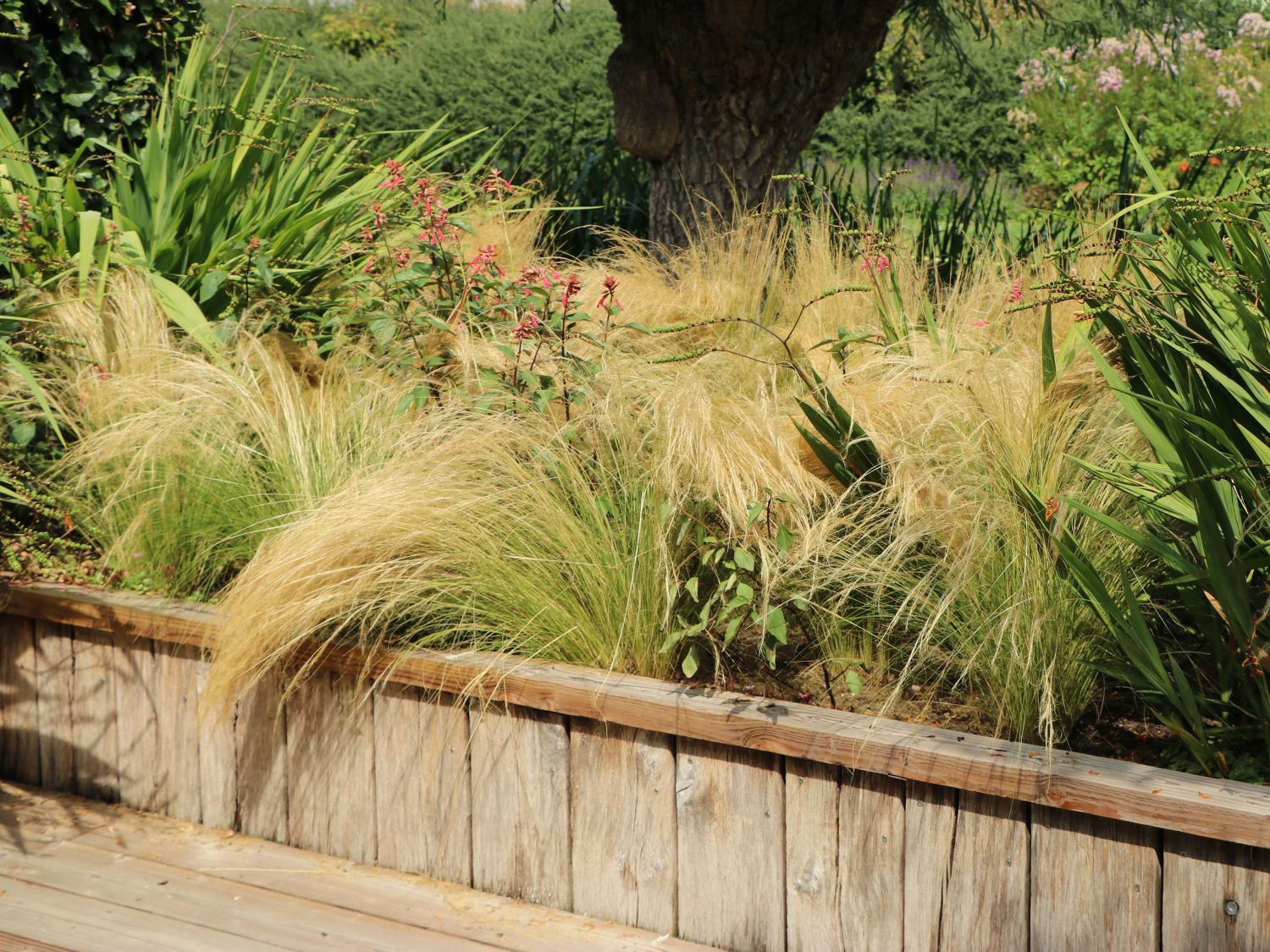 Zartes Federgras 'Ponytails' - Stipa tenuissima 'Ponytails'
