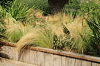 Zartes Federgras 'Ponytails' - Stipa tenuissima 'Ponytails'