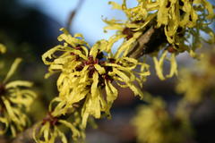 Zaubernuss 'Angelly'