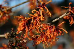 Zaubernuss 'Aphrodite'