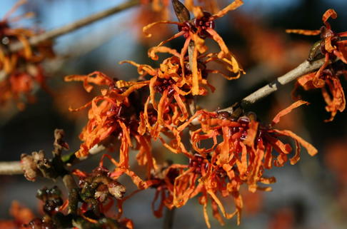 Zaubernuss 'Aphrodite' - Hamamelis x intermedia 'Aphrodite'