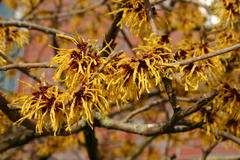 Zaubernuss 'Arnold Promise'