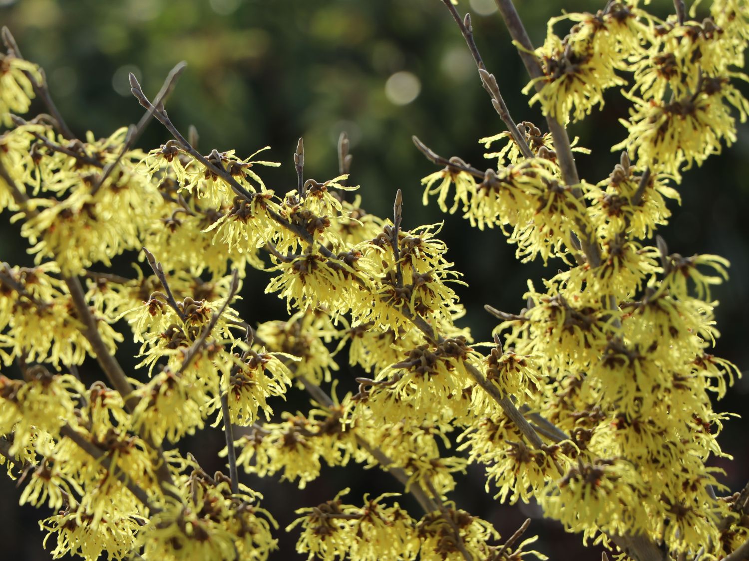 Zaubernuss 'Arnold Promise' Hamamelis x intermedia 'Arnold Promise