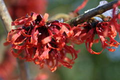 Rote Zaubernuss 'Diane'