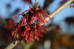 Zaubernuss 'Feuerzauber'