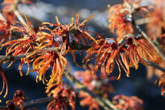 Zaubernuss 'Jelena'