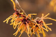 Zaubernuss 'Orange Beauty'