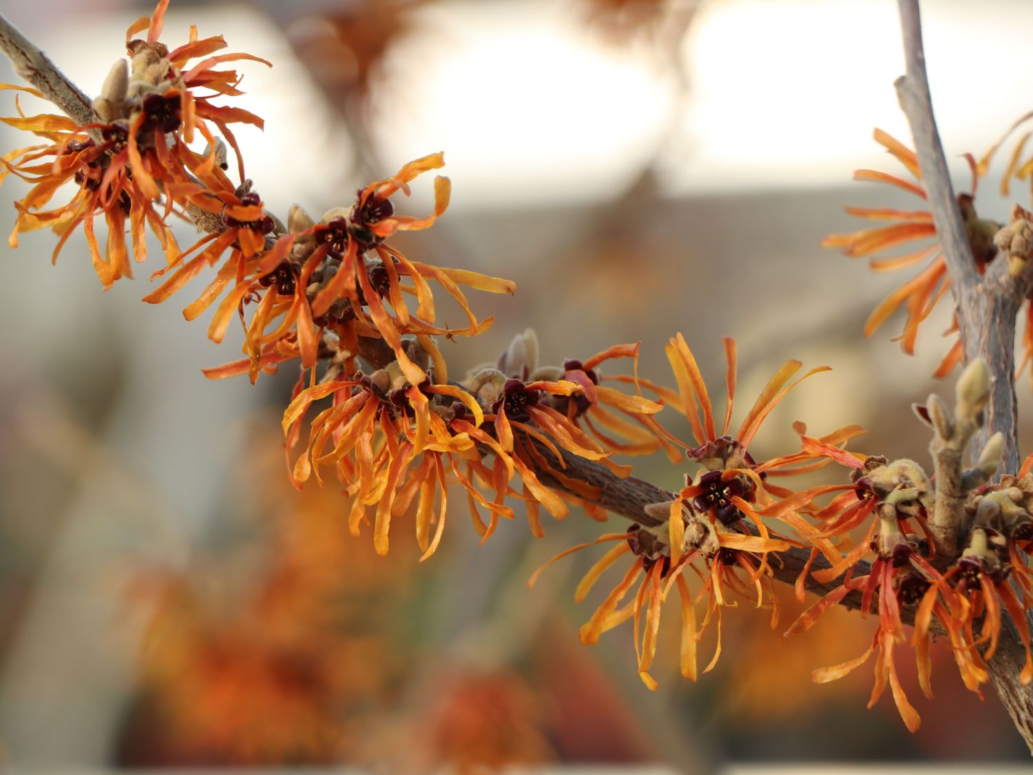 Zaubernuss 'Orange Peel' - Hamamelis x intermedia 'Orange Peel'