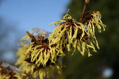 Lichtmess Zaubernuss 'Pallida'