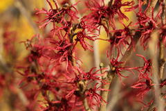 Zaubernuss 'Rubin'